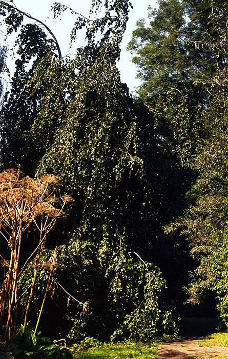 Botanischer Garten Krakau