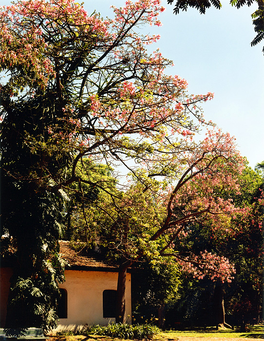 Jardin Botanico Palermo